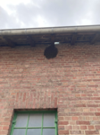 Die neuen Bienen
