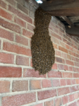 die Bienen suchen einen neuen Bienestock
