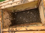 Der Einzug der Bienen