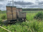 Der neue Bienenkasten